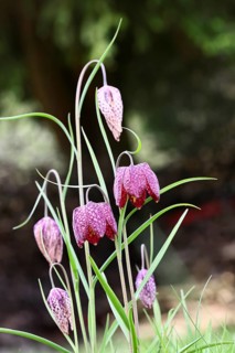 Snake's Head Fritillary (Fritillaria meleagris), flowers in a meadow, inflorescence, early bloomer,