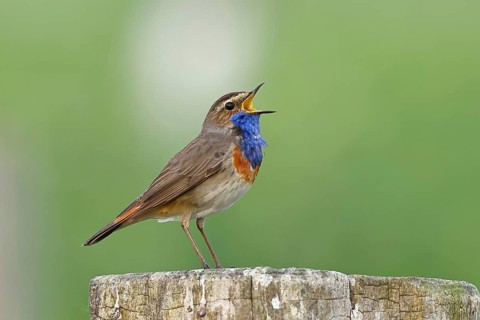 Bluethroat (Luscinia svecica cyanecula), male, singing on a pasture fence post, wildlife, Lembruch,