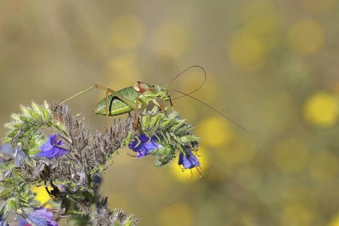 Steppe saddle grasshopper, steppe saddle grasshopper (Ephippiger ephippiger), male, on Viper's