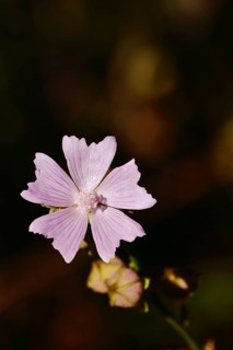 Mallow, musk mallow (Malva moschata), flower in a meadow, medicinal plant, aromatic plant,