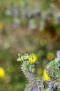 Steppe saddle grasshopper, steppe saddle grasshopper (Ephippiger ephippiger), male, on Viper's