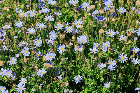Felicia aethiopica, capaster, flower, flowering, Kirstenbosch Botanical Gardens, Cape Town, South