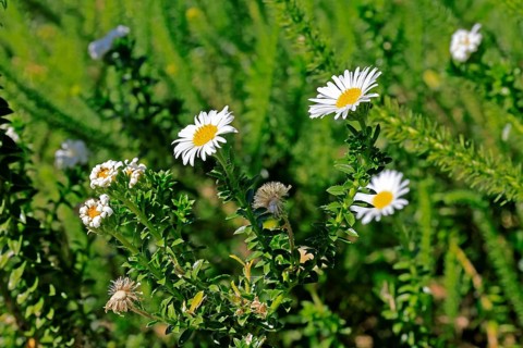 Felicia echinata, flower, flowering, Kirstenbosch Botanical Gardens, Cape Town, South Africa