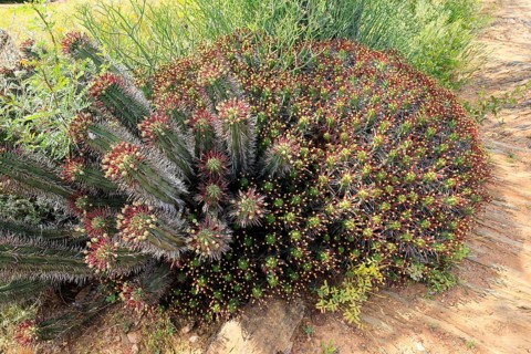 Euphorbia heptagona, spurge, flowering, flowers, plant, Karoo Desert Botanic Garden, Worcester,