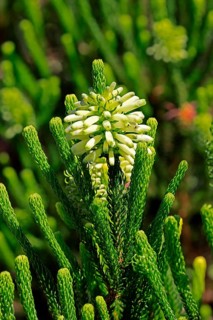 Erica sessiliflora, flower, flowering, Kirstenbosch Botanical Gardens, Cape Town, South Africa