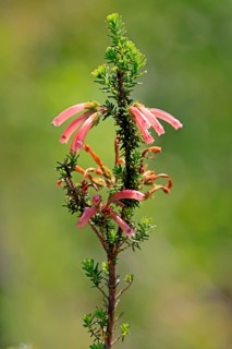 Erica glandulosa, flower, flowering, Kirstenbosch Botanical Gardens, Cape Town, South Africa