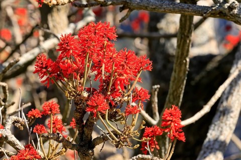Erythrina abyssinica, tree, flower, flowering, Kirstenbosch Botanical Gardens, Cape Town, South
