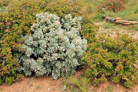 Crassula arborescens, leaves, Karoo Desert Botanic Garden, Worcester, Western Cape, South Africa