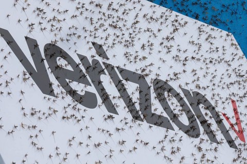 Detroit, Michigan - Fish flies (mayflies) are swarming near Michigan lakes. The are attracted to
