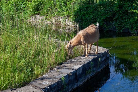 Detroit, Michigan - A flock of four goats is employed eating weeds and brush in the overgrown area