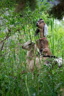 Detroit, Michigan - A flock of four goats is employed eating weeds and brush in the overgrown area
