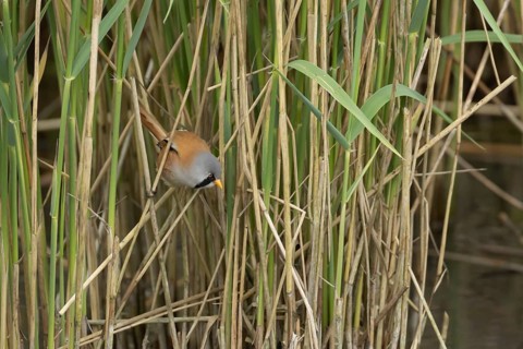 Bearded tit or reedling (Panurus biarmicus) adult male bird in a reedbed, England, United Kingdom