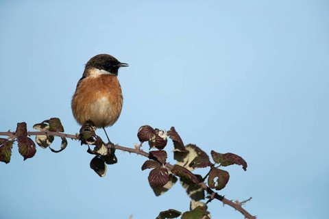 European stonechat (Saxicola rubicola) adult male bird singing on a Bramble branch, England, United