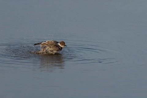 Little ringed plover (Charadrius dubius) juvenile bird bathing in a shallow lagoon, England, United