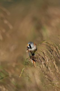 Bearded tit or reedling (Panurus biarmicus) adult male bird preening on a Common reed flower head,