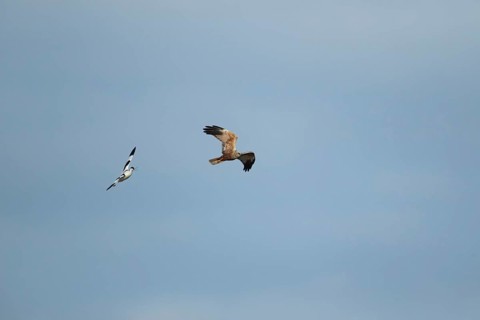 Pied avocet (Recurvirostra avosetta) adult bird calling in flight whilst chasing a Marsh harrier