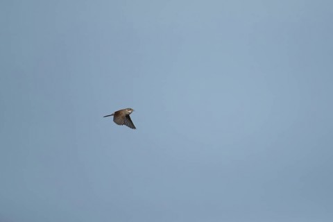 Whitethroat (Sylvia communis) adult bird singing in flight, England, United Kingdom