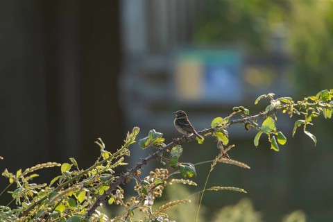 European stonechat (Saxicola rubicola) adult female bird on a Bramble branch, Suffolk, England,
