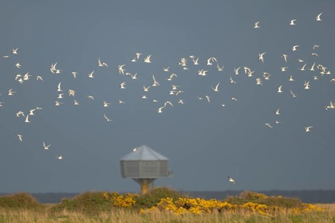 Sandwich tern (Thalasseus sandvicensis) adult birds in flight, RSPB Minsmere nature reserve,