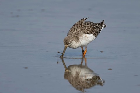 Ruff (Philomachus pugnax) adult wading bird in feeding in a shallow lagoon, England, United Kingdom