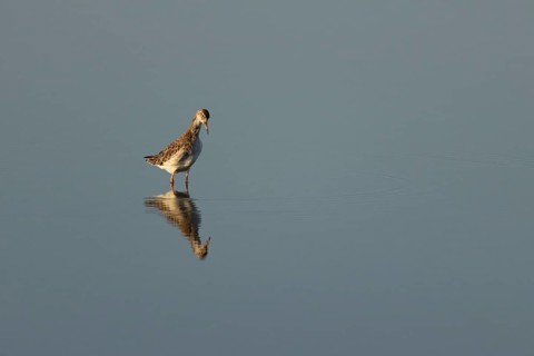 Ruff (Philomachus pugnax) adult wading bird in a shallow lagoon, England, United Kingdom