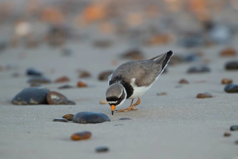 Ringed plover (Charadrius hiaticula) adult wading bird feeding on a beach, England, United Kingdom