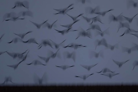 Pink-footed goose (Anser brachyrhynchus) motion blur image of adult geese birds taking off from a