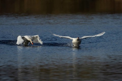 Mute swan (Cygnus olor) adult male cob bird chasing another bird on a lake, England, United Kingdom
