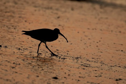 Eurasian curlew (Numenius arquata) silhouette of an adult bird on a mudflat at sunset, Norfolk,