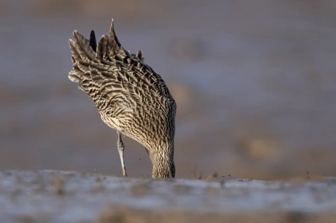 Eurasian curlew (Numenius arquata) adult bird feeding on a mudflat, Norfolk, England, United