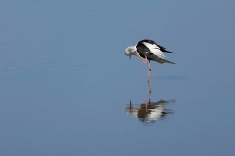 Black winged stilt (Himantopus himantopus) adult bird preening in a lagoon, England, United Kingdom