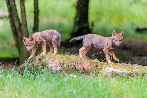Four gray wolf pups (Canis lupus lupus) stand on, or next to a rock on a small hill at the edge of