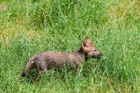 A seven-week-old gray wolf pup (Canis lupus lupus) runs across a green meadow on a sunny day