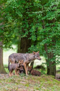 An adult wolf and three gray wolf pups (Canis lupus lupus) stand on a small hill in the deep shade