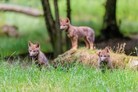 Three gray wolf pups (Canis lupus lupus) stand on, or next to a rock on a small hill at the edge of