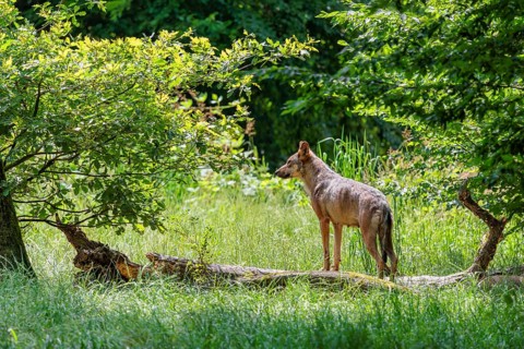 A gray wolf (Canis lupus lupus) stands in a clearing in the forest on a sunny day and observes the