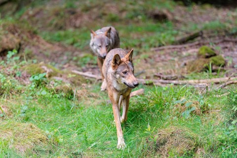 Two gray wolves (Canis lupus lupus) running through the forest one behind the other