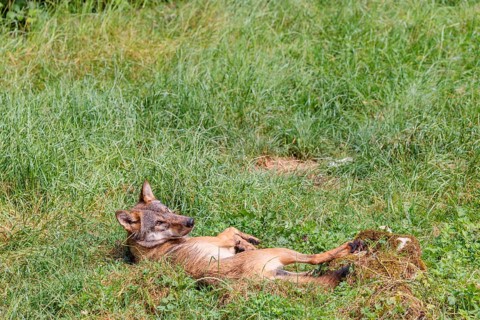 A gray wolf (Canis lupus lupus), rolling on a green meadow on a sunny day