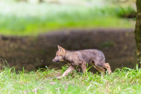 A gray wolf pup (Canis lupus lupus) runs across a green meadow on a small hill at the edge of the