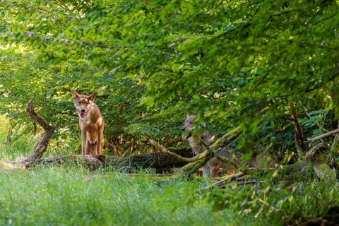 Two gray wolves (Canis lupus lupus) stand in the undergrowth on the edge of a forest on a sunny day