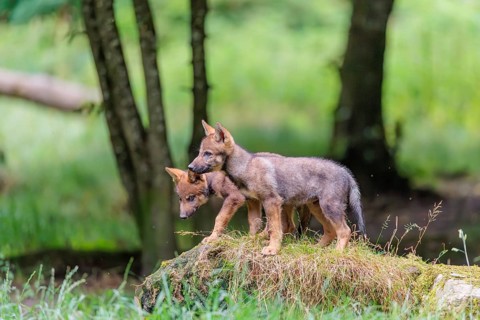 Two gray wolf pups (Canis lupus lupus) stand on a rock on a small hill at the edge of the forest