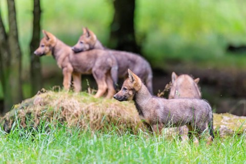 Four gray wolf pups (Canis lupus lupus) stand on a rock on a small hill at the edge of the forest