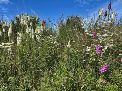 A blooming meadow with wildflowers under a clear blue sky, Foxglove Aberdeenshire, Scotland, Great