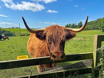 Highland cattle standing behind a fence in a green pasture under a clear blue sky, Aberdeenshire,