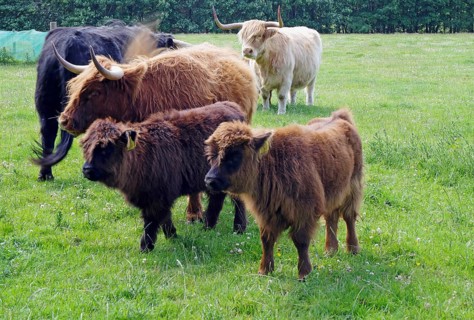 Green meadow with a group of highland cattle in various shades of brown, Aberdeenshire, Buckie,