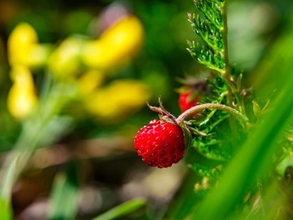 Wild strawberry (Fragaria vesca), Jenner, Berchtesgaden National Park, Schönau am Königssee,