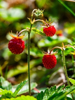 Wild strawberries (Fragaria vesca), Jenner, Berchtesgaden National Park, Schönau am Königssee,