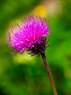 Mountain thistle (Carduus defloratus), Jenner, Berchtesgaden National Park, Schönau am Königssee,