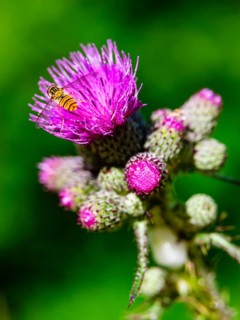 Hoverfly dung bee (Eristalis tenax) on marsh thistle (Cirsium palustre), Jenner, Berchtesgaden