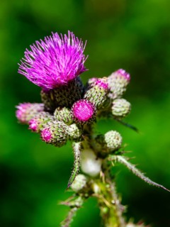 Marsh thistle (Cirsium palustre), Jenner, Berchtesgaden National Park, Schönau am Königssee,